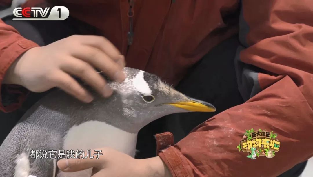 企鹅单身日记：我就是“吃饭睡觉打豆豆”里的豆豆