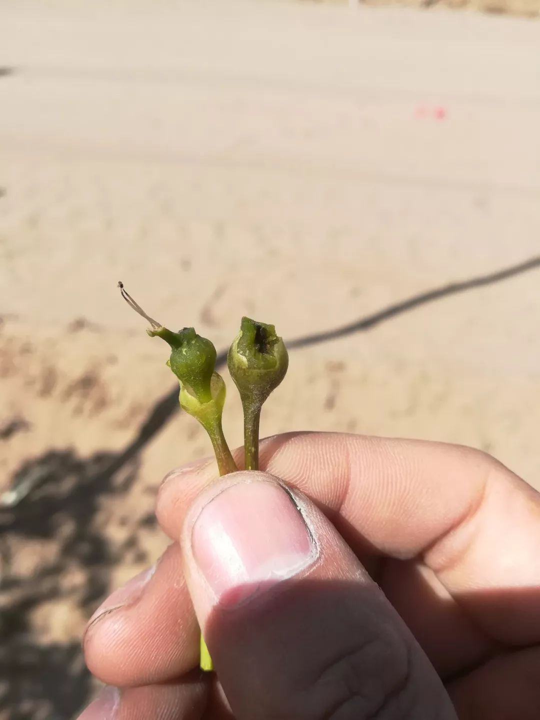 寡妇年真的有倒春寒吗,2019年是不是寡妇年