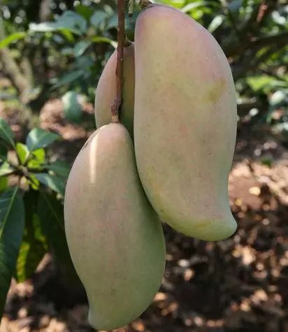 湛江市十大水果,湛江必吃的十大名果