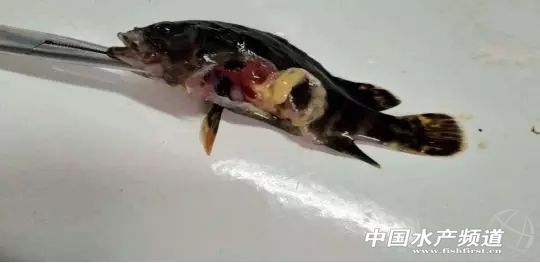 石斑鱼解剖与鱼病,养殖的石斑鱼大量死亡是什么病