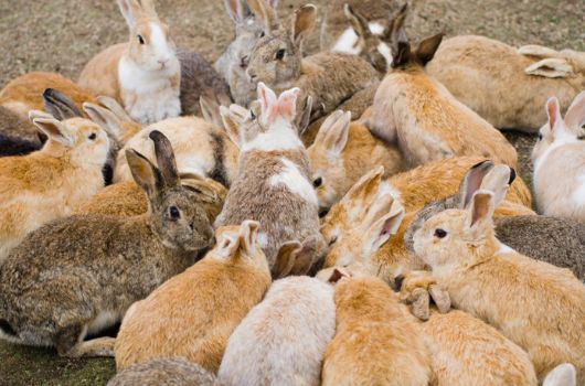 日本东京动物园一日游攻略,日本最值得去的小动物