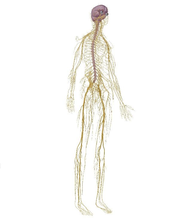 神经阻滞针打一针和打三针的区别,神经阻滞打一针多少钱