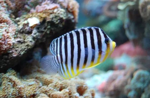 海缸珊瑚的饲养,海缸新手入门详细教程及注意事项