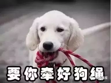 又是遛狗不牵绳！泰迪起身走了两步吓得老人摔成9级伤残，狗主人被判赔20万！