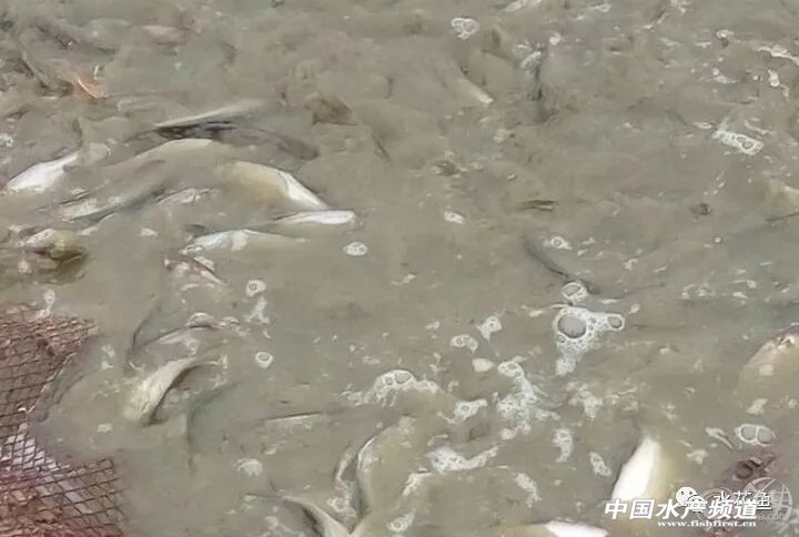 冬末初春，赤皮水霉及其并发症特别要注意