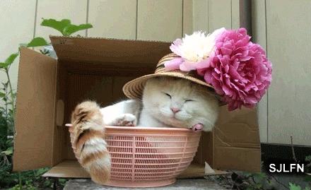 玉溪赏花游玩好地方推荐胜地,哇家玉溪