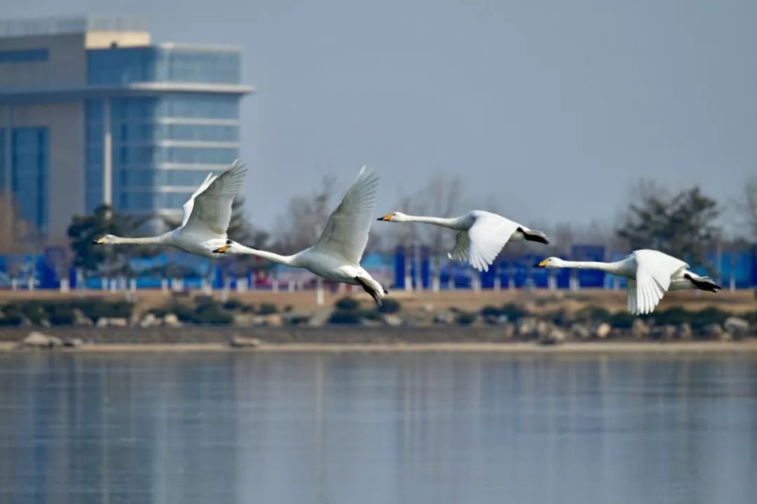 威海荣成精装海景中式合院,和我一起去看房