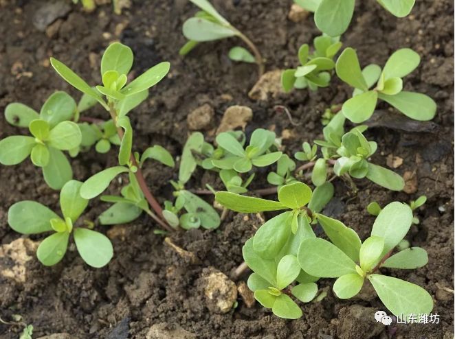 春天吃什么野菜补血最快,春天吃什么野菜下火最多