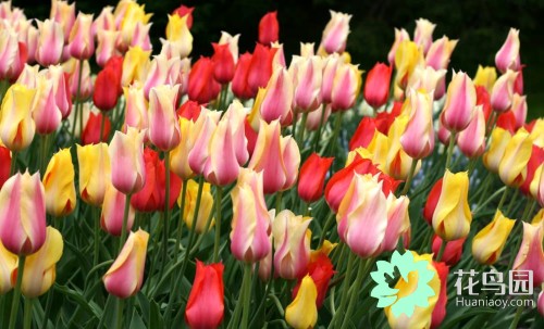 中国国花牡丹花争奇斗艳,牡丹国际公认的中国花