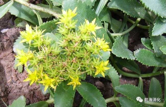 医生报道三七伤肝是真的吗,三七伤肝还是护肝