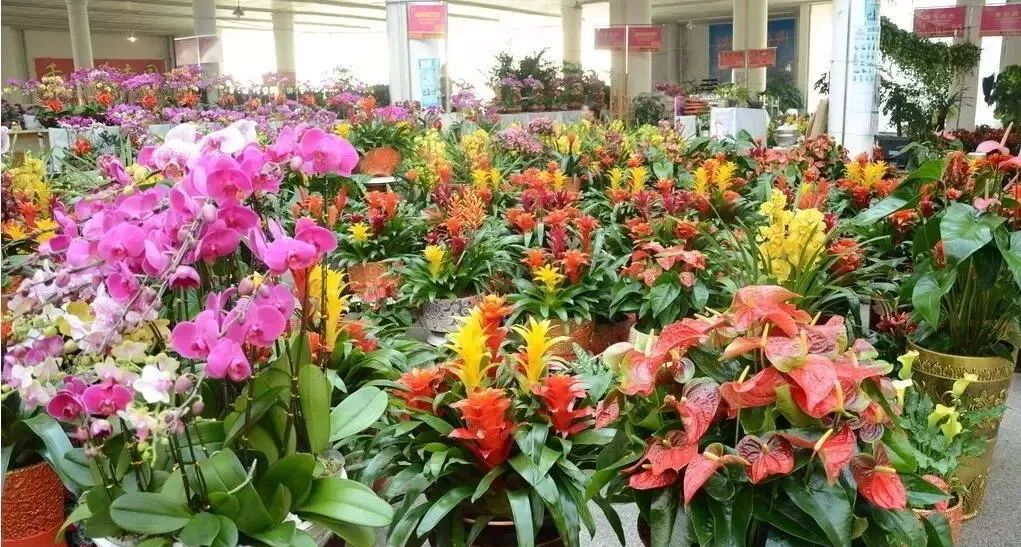 今年的花市在哪里逛,周末去花市买花