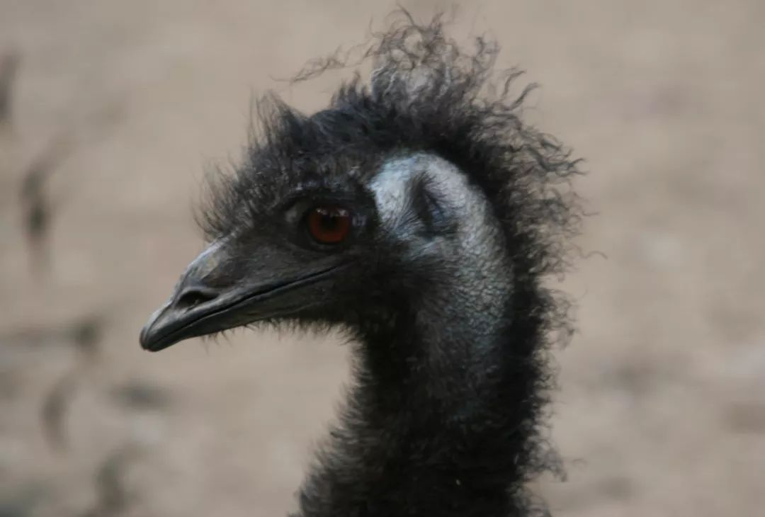 「医生,我老婆去机构做阴部护理,刮了阴部的毛,要紧吗?」