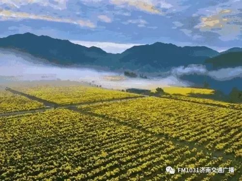 春季养生清肝食物大全图片,春天清肝火明目的食物