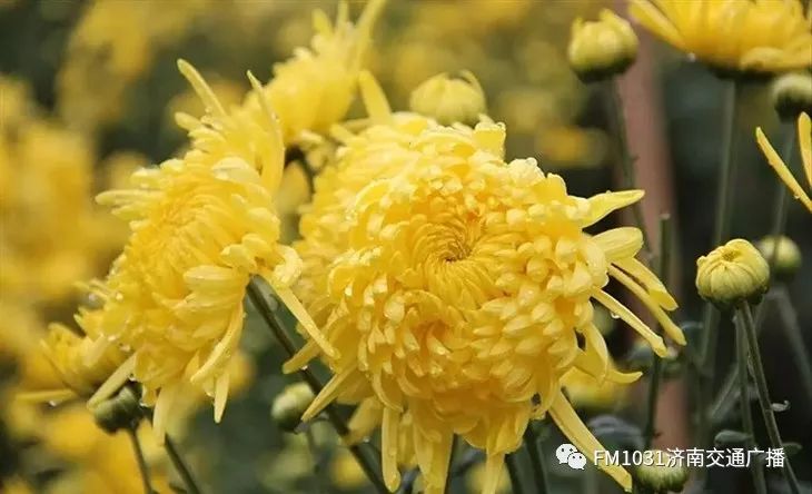 春季养生清肝食物大全图片,春天清肝火明目的食物