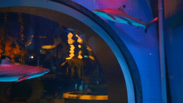 少女心炸裂！松江『蝴蝶节』来啦！（内有女生专属超多福利）