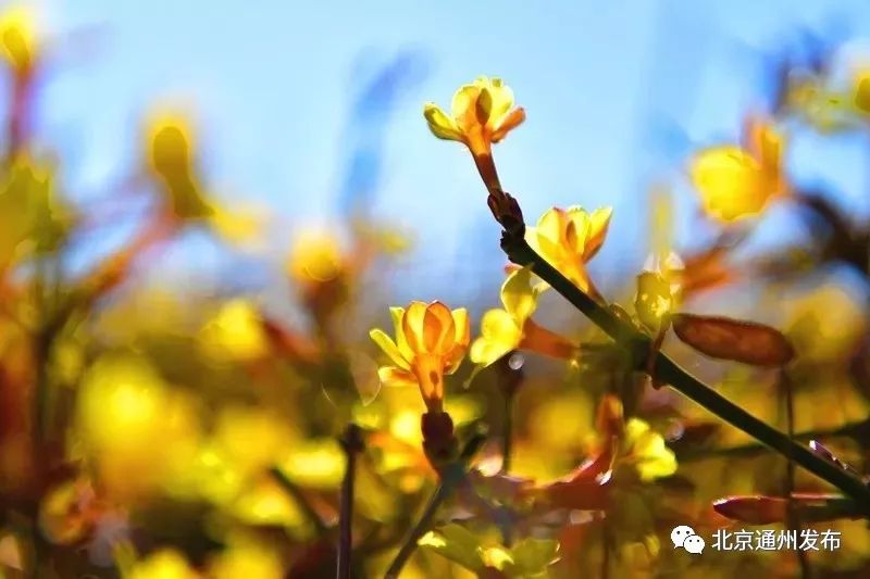 通州建大公园规划图,通州大公园