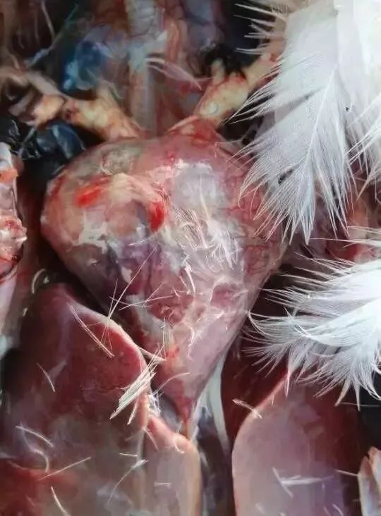 连续使用两个疗程浆膜炎和副粘病毒混感还不能根治，不要执着了，必须使用我们的黄金搭档