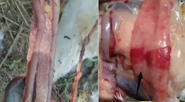 连续使用两个疗程浆膜炎和副粘病毒混感还不能根治，不要执着了，必须使用我们的黄金搭档