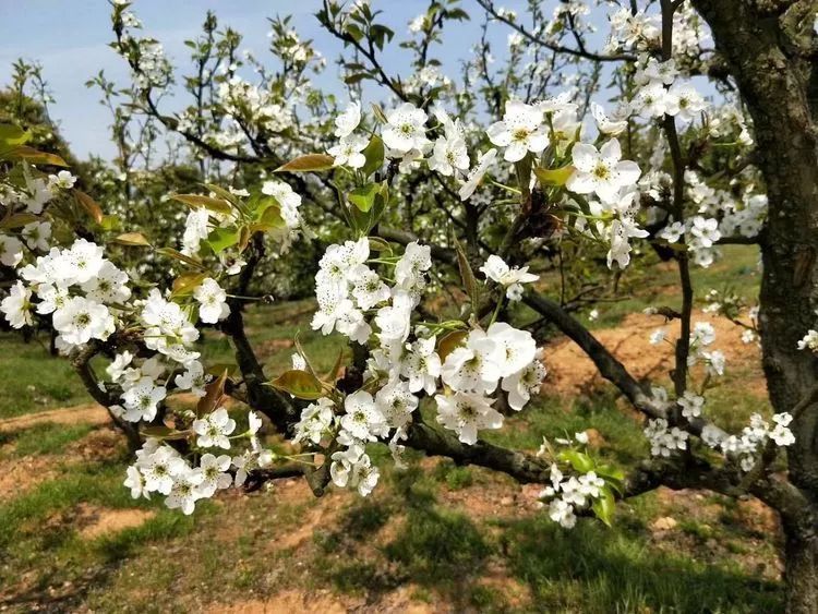 咸宁市赏花景点有哪些景区,诗意踏青春暖花开