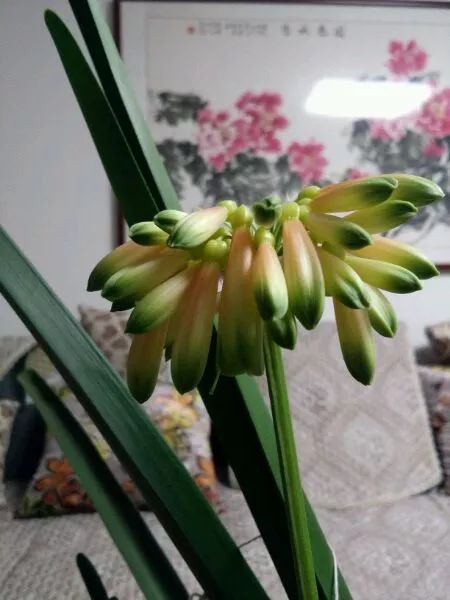 怎样预防和处理君子兰夹箭问题,君子兰夹箭最有效的处理办法