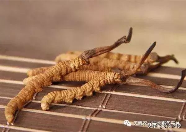 想种药材不知道选啥品种,想种药材不知道怎么卖