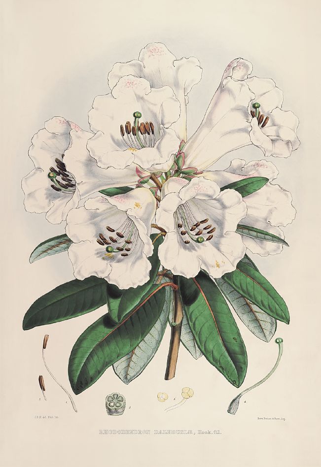 去喜马拉雅山采集杜鹃花，这个英国人有多疯狂？