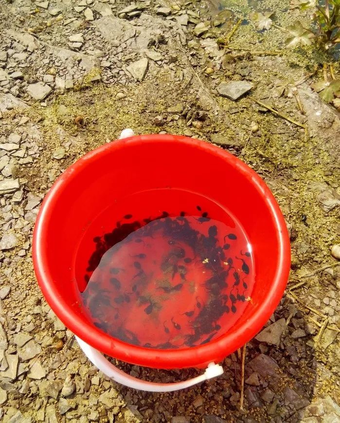 宠物蚕宝宝变成飞蛾,小宠物蚕宝宝