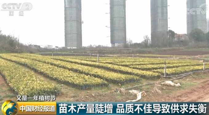 什么树最赚钱效果最好,什么树最值钱又好种又好卖长得快