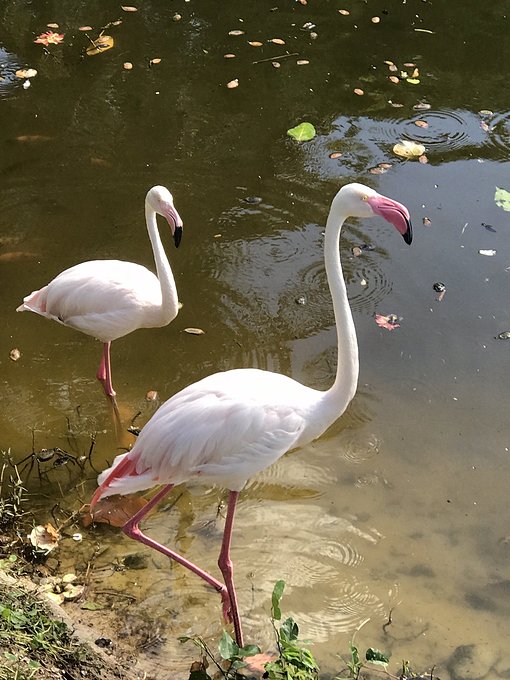 超美媳妇儿与你逃之夭夭大头强小蛮夭毛里求斯蜜月盛典~