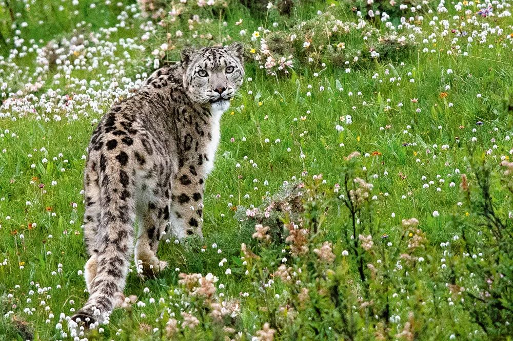 火星pk地球完整视频,火星vs金星