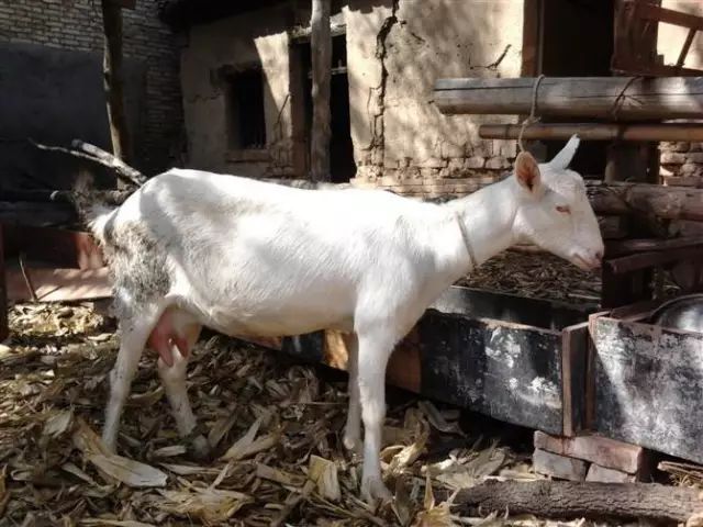 羊品种视频大全,福克羊品种大全