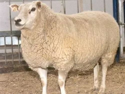 羊品种视频大全,福克羊品种大全