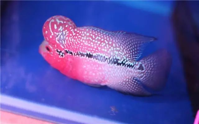 为啥新鱼入缸一直在水底,小丑鱼入缸时精神状态不好怎么办