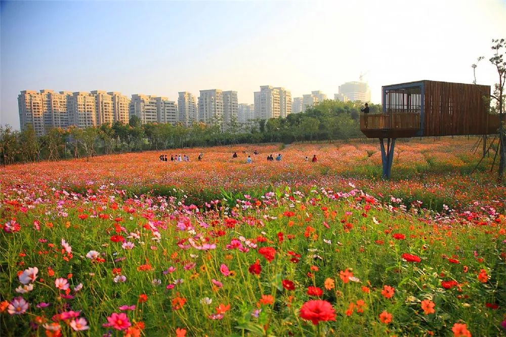 景观花海攻略,花海踏春旅游景点