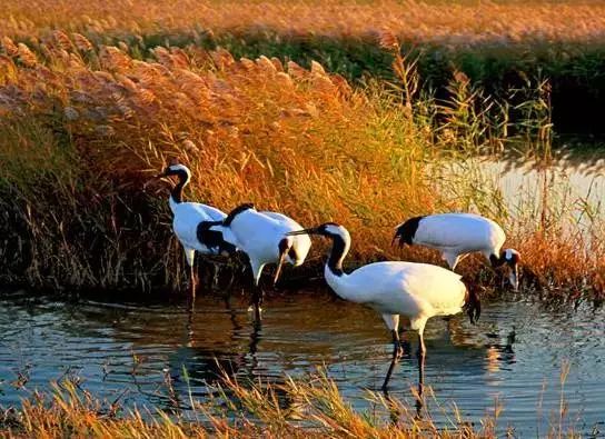 收藏100块钱,收藏出去玩的票