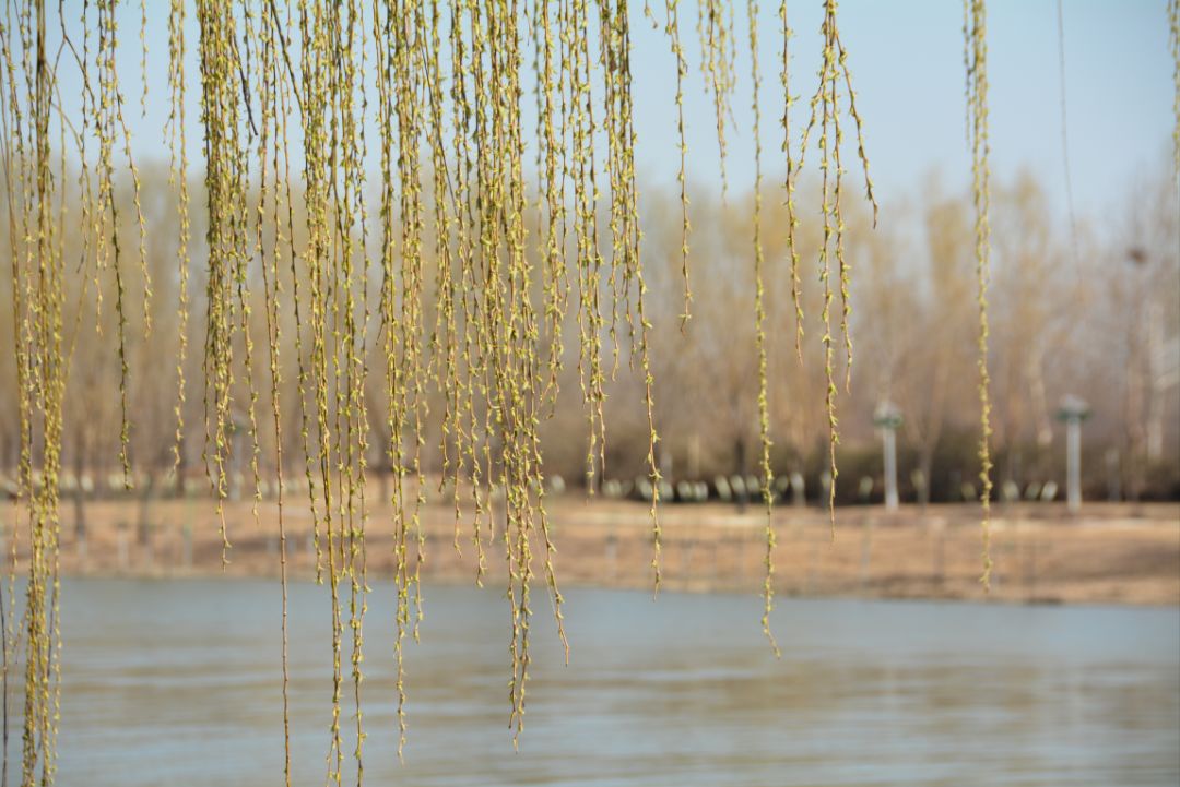 减河暗沟,减河简介