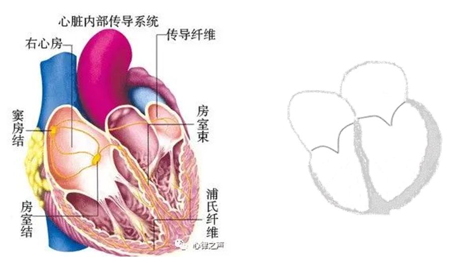 专家讲房颤治疗方法,专家医生谈房颤