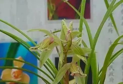 十几万一棵的多肉,一盆市价10万的多肉