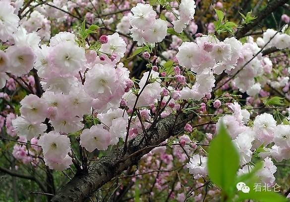 北仑清明游玩,下周北仑旅游景点