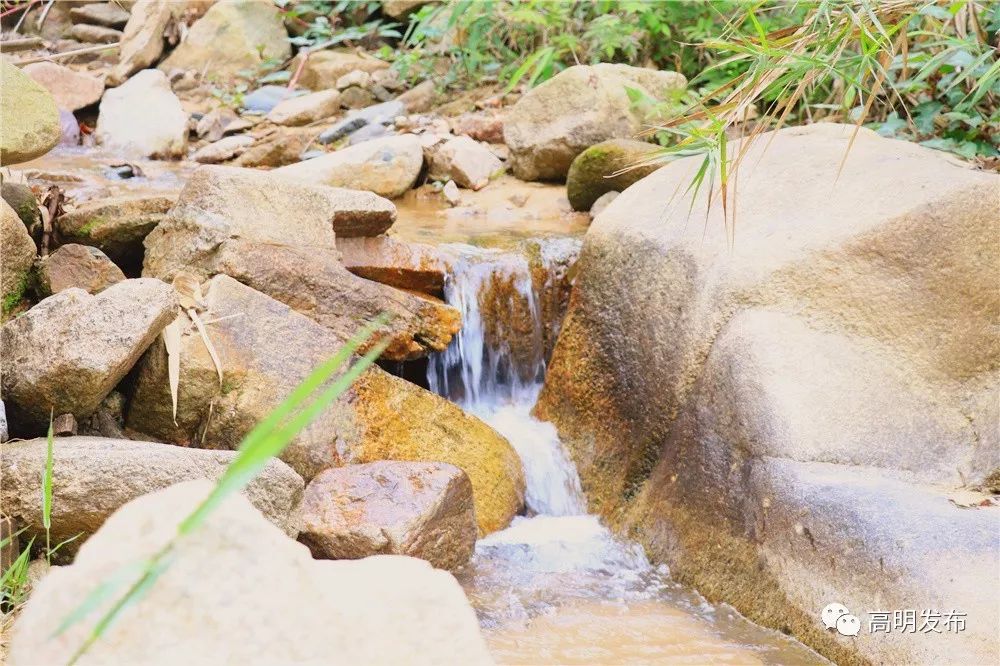 禾雀花美翻三月天,禾雀花盛开美翻三月天