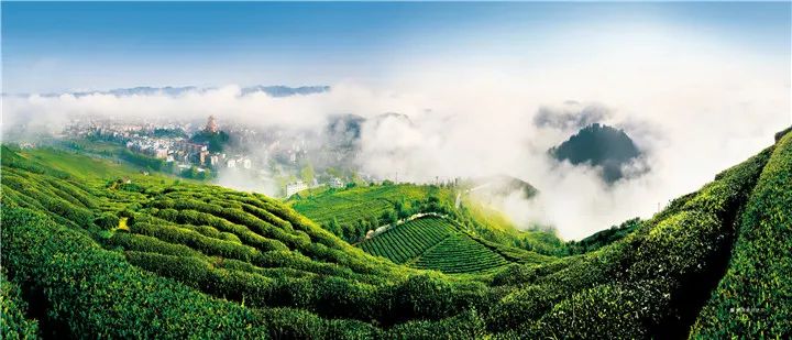 让天下人喝干净茶,贵州茶的发展方向