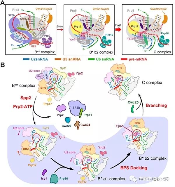 施一公课题组,施一公团队科研日常