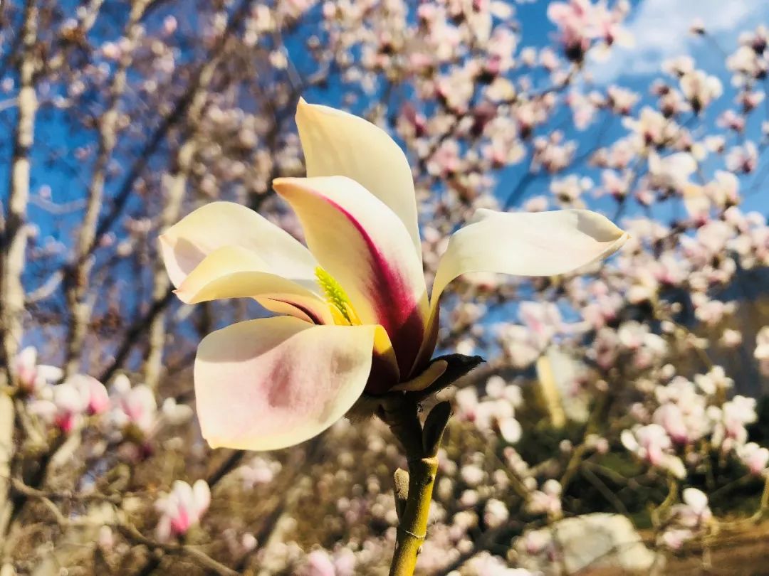 玉兰初绽,玉兰绽放春天如约而至