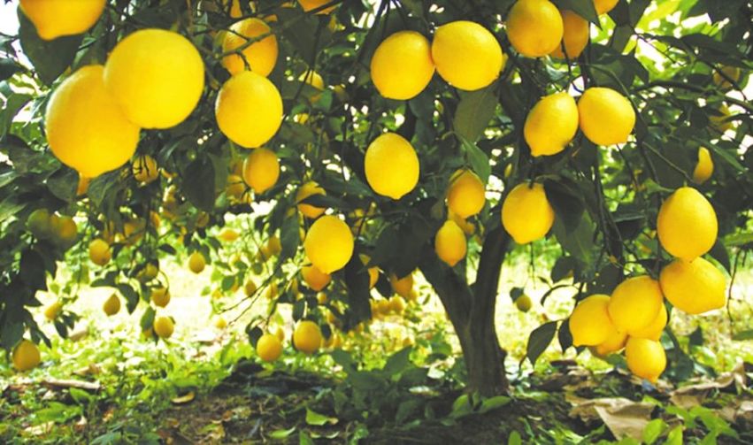 【方志四川•地理标志产品】安岳柠檬