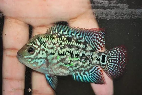 闆岄泟楸肩殑姝ｇ‘閰嶅鏂规硶,绉嶉奔濡備綍閰嶅