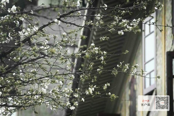 武大看樱花还要预约吗,武大赏樱花需要预约吗