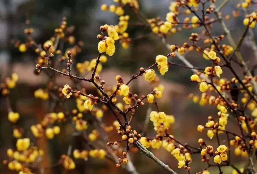 贵阳适合春季游玩赏花的好去处,贵阳春天最美的地方在哪里