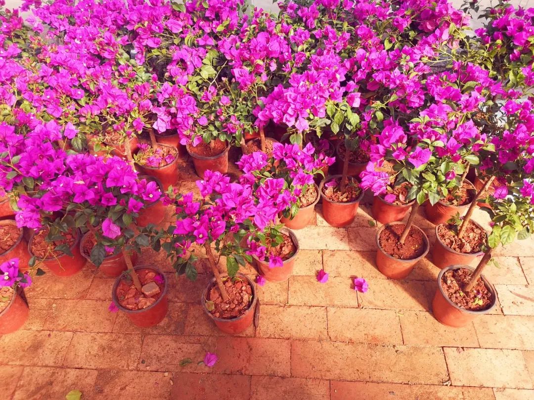 西安最大花卉交易市场,西安朱宏路丰产路巨坤花卉市场