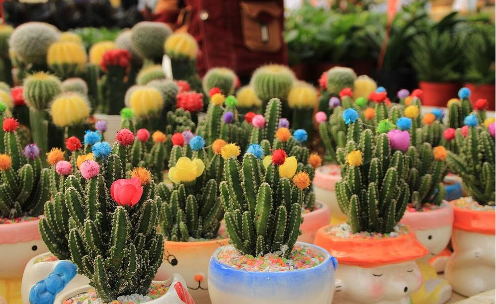 西安最大花卉交易市场,西安朱宏路丰产路巨坤花卉市场