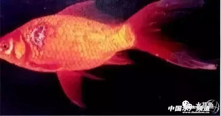 鱼溃疡病症状,鱼细菌性烂鳃的症状及治疗方法